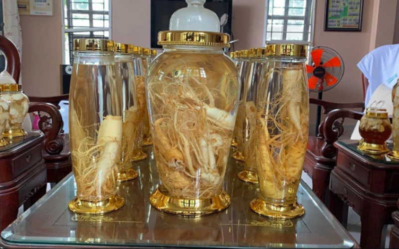 Nên ngâm rượu đinh lăng từ củ tươi hay khô? Nên ngâm rượu đinh lăng từ củ tươi hay khô?