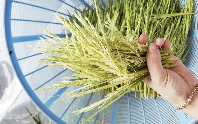 Ngâm rượu đòng đòng sao cho ra màu xanh Ngâm rượu đòng đòng sao cho ra màu xanh